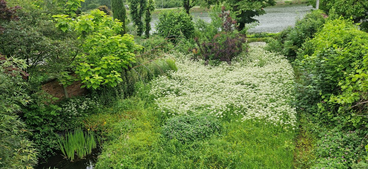 Parterre envahi avant intervention